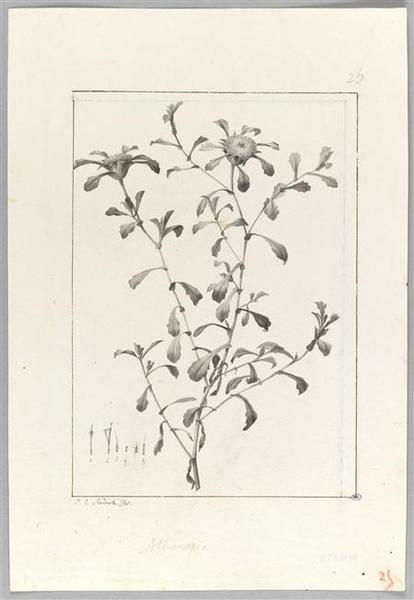 Une plante du jardin de Cels : buphthelnium flosculosum, Pierre Joseph Redoute, 18e siècle, 19e siècle