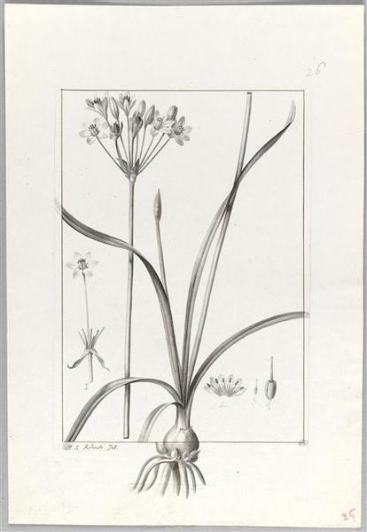 Une plante du jardin de Cels : allium fragrans, Pierre Joseph Redoute, 18e siècle, 19e siècle