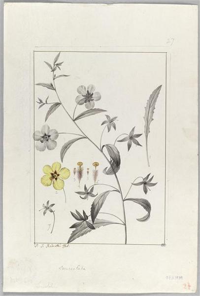 Une plante du jardin de Cels : celsia lanceolata, Pierre Joseph Redoute, 18e siècle, 19e siècle