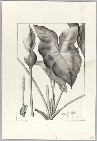 Une plante du jardin de Cels : caladium bicolor, Пьер-Жозеф Редуте