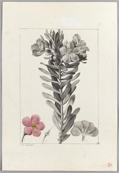 Une plante du jardin de Cels : chirania decussata, Pierre Joseph Redoute, 18e siècle, 19e siècle