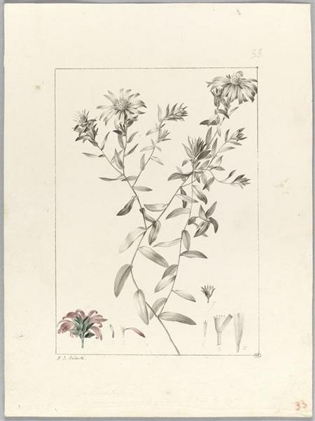 Une plante du jardin de Cels : aster sericeus, Пьер-Жозеф Редуте
