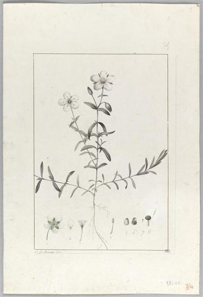 Une plante du jardin de Cels : arenaria montana, Pierre Joseph Redoute, 18e siècle, 19e siècle