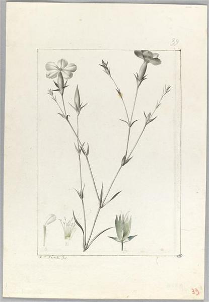 Une plante du jardin de Cels : dianthus manadelphus, Пьер-Жозеф Редуте