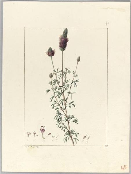 Une plante du jardin de Cels : dalea purpurea, Pierre Joseph Redoute, 18e siècle, 19e siècle