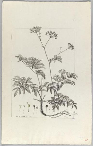 Une plante du jardin de Cels : aralia hispida, Pierre Joseph Redoute, 18e siècle, 19e siècle