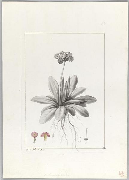 Une plante du jardin de Cels : crimula auriculata, Pierre Joseph Redoute, 18e siècle, 19e siècle