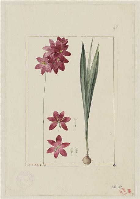 Une plante du jardin de Cels : ixia filiforme, Pierre Joseph Redoute, 18e siècle, 19e siècle