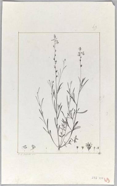 Une plante du jardin de Cels : antirrhinum canadenx, Pierre Joseph Redoute, 18e siècle, 19e siècle