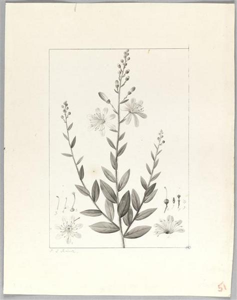 Une plante du jardin de Cels : bejaria recemosa, Pierre Joseph Redoute, 18e siècle, 19e siècle