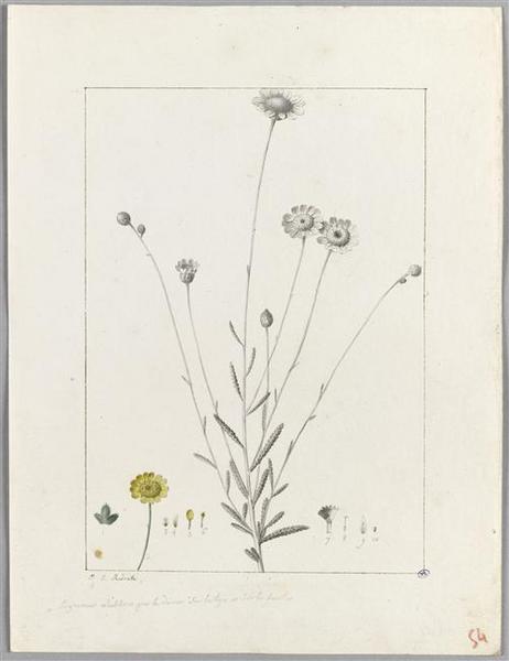 Une plante du jardin de Cels : achillea imbricata, Пьер-Жозеф Редуте