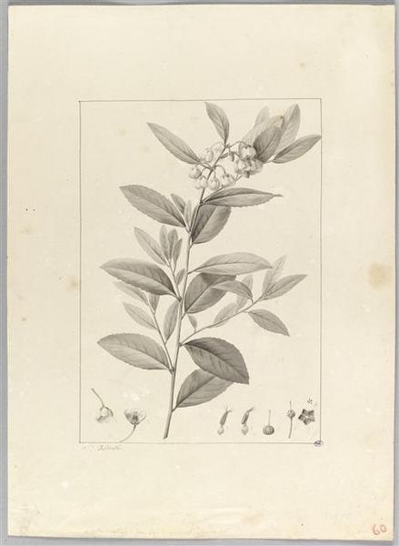 Une plante du jardin de Cels : andromeda cassinefolia, Pierre Joseph Redoute, 18e siècle, 19e siècle