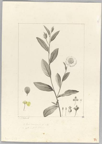 Une plante du jardin de Cels : cistus carolinianus, Pierre Joseph Redoute, 18e siècle, 19e siècle