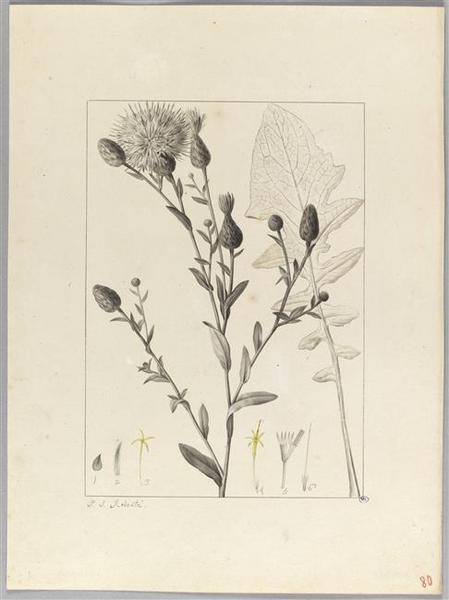 Une plante du jardin de Cels : centaurea alata, Pierre Joseph Redoute, 18e siècle, 19e siècle