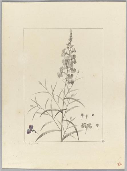 Une plante du jardin de Cels : antirrhinum bipartitum, Пьер-Жозеф Редуте