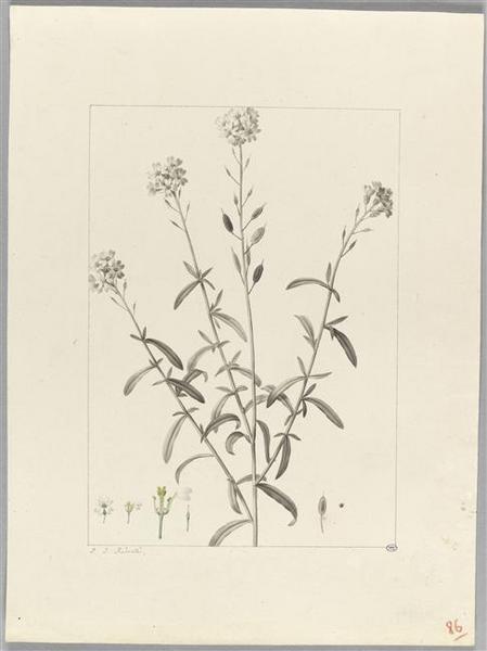 Une plante du jardin de Cels : allyssum mutabile, Pierre Joseph Redoute, 18e siècle, 19e siècle