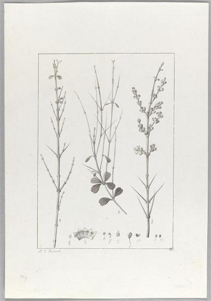 Une plante du jardin de Cels : colletia obcordata, Pierre Joseph Redoute, 18e siècle, 19e siècle