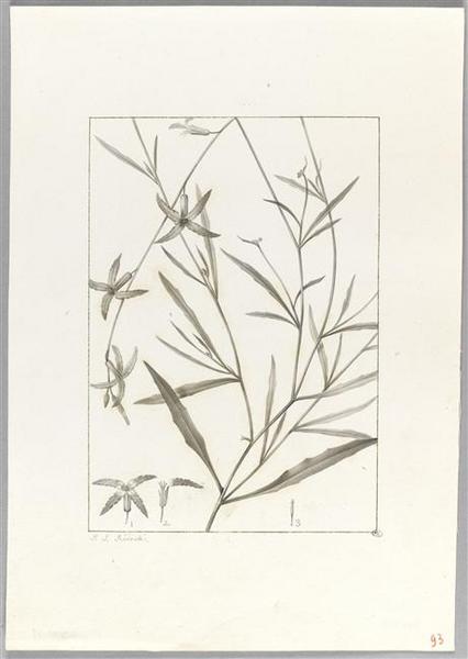 Une plante du jardin de Cels : cheiranthus longinetalus, Пьер-Жозеф Редуте