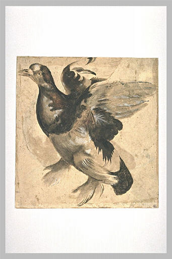 Etude de pigeon-paon volant vers la gauche_0