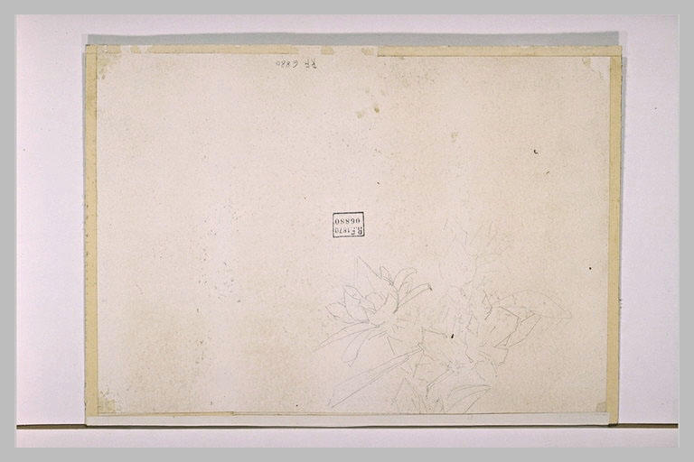 Fleurs_0
