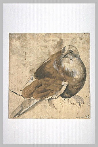 Pigeon-paon perché de trois quarts vers la droite_0