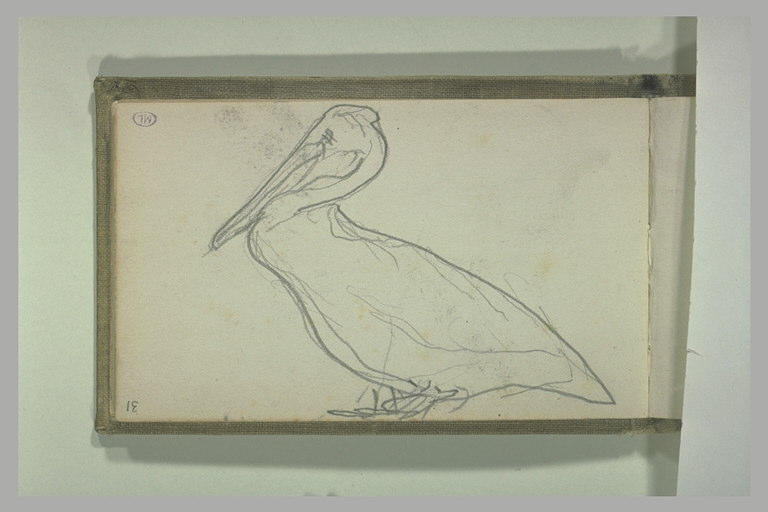 Études de têtes d'oiseaux_0