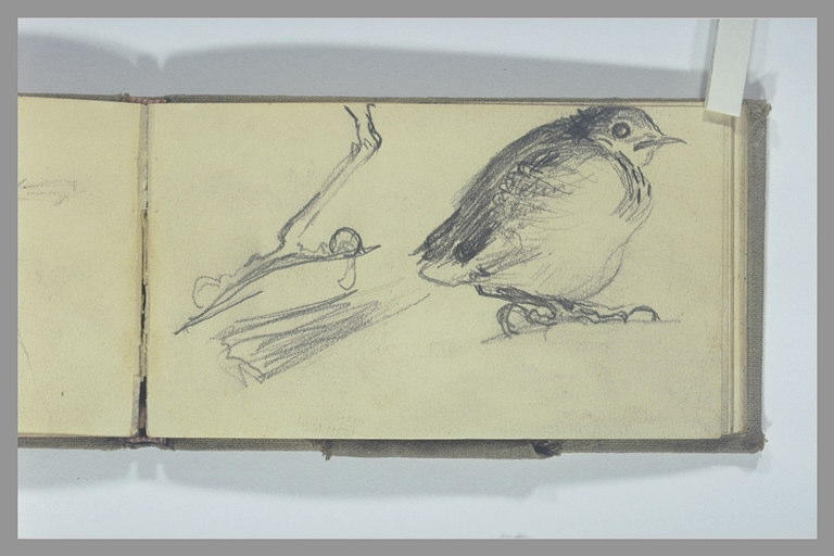 Oiseau ; patte d'oiseau_0