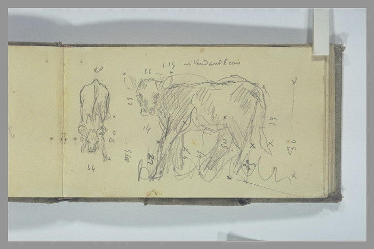 Veau paissant, vu de face ; veau, vu de profil, la tête de face_0