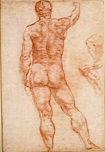 HOMME NU VU DE DOS, Taddeo Zuccaro, 16e siècle