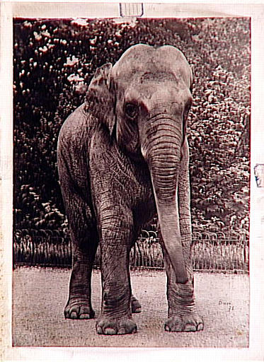 Eléphant de face_1