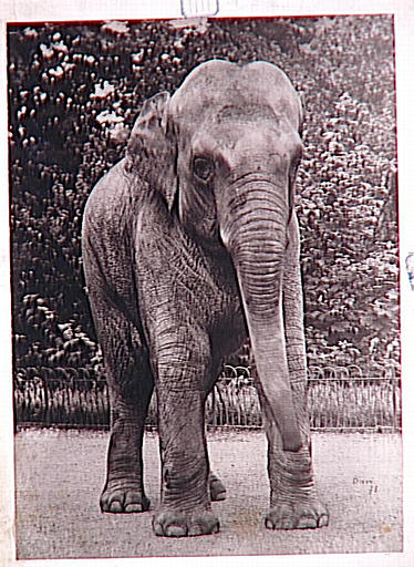 Eléphant de face_0