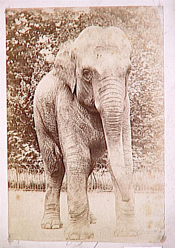Eléphant_0