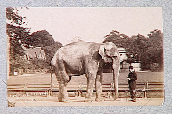 Eléphant et cornac occidental_0