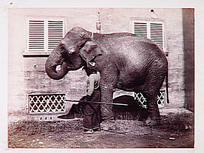 Eléphant tourné vers la gauche et cornac indien_0