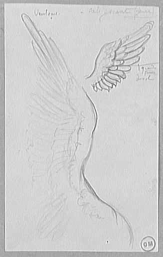Étude d'aile de vautour_0