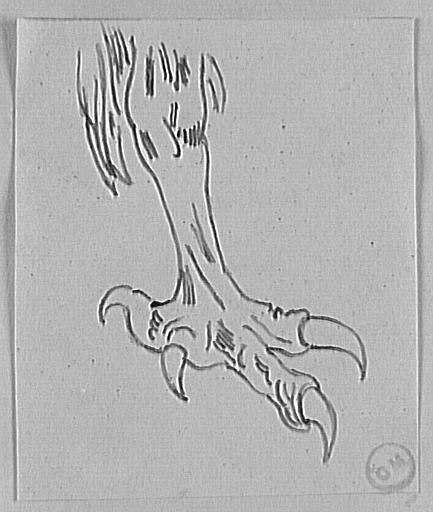 Étude de patte à quatre griffes_0