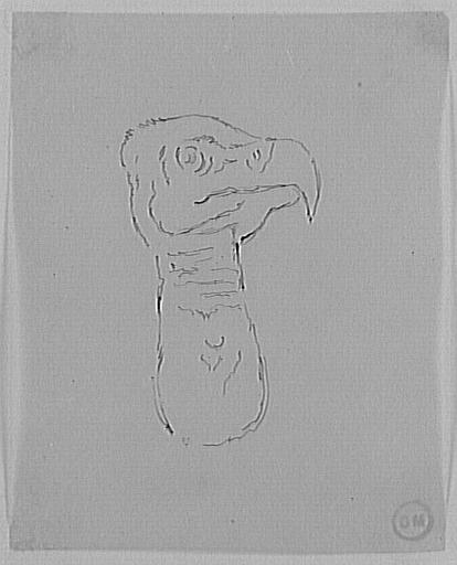 Étude de tête de vautour_0