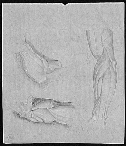 Pied gauche et trois études de muscles_0
