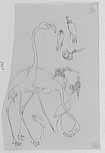 Études diverses : flamants roses, oiseaux, d'après le Magasin Pittoresque_0