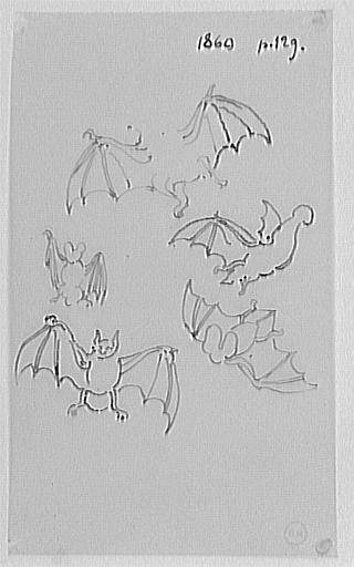 Cinq études de chauve-souris, d'après le Magasin Pittoresque_0