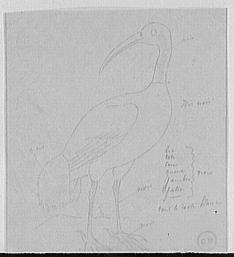 Étude d'ibis noir_0
