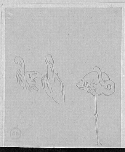 Trois études de flamants roses_0