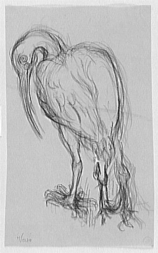 Étude d'ibis noir_0