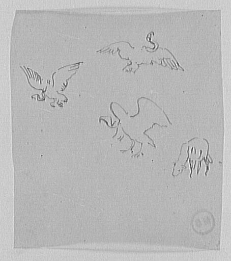 Trois études de vautour en vol et une étude d'agneau_0