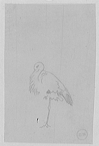 Étude de cigogne_0