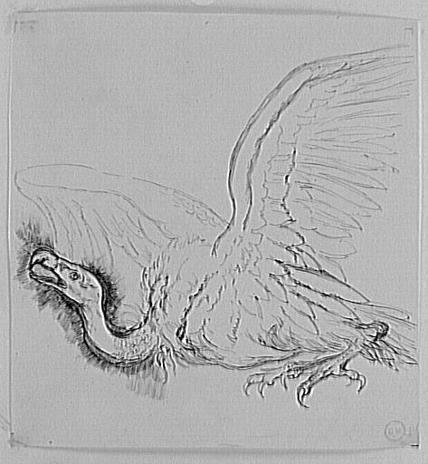 Étude de vautour en vol_0