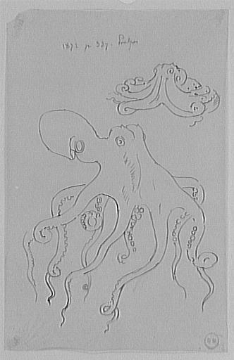 Deux études de poulpes, d'après le Magasin Pittoresque_0