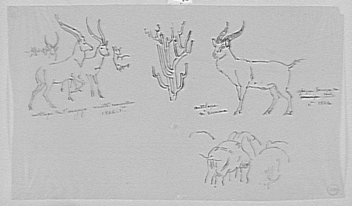 Études d'antilopes et éléphants_0