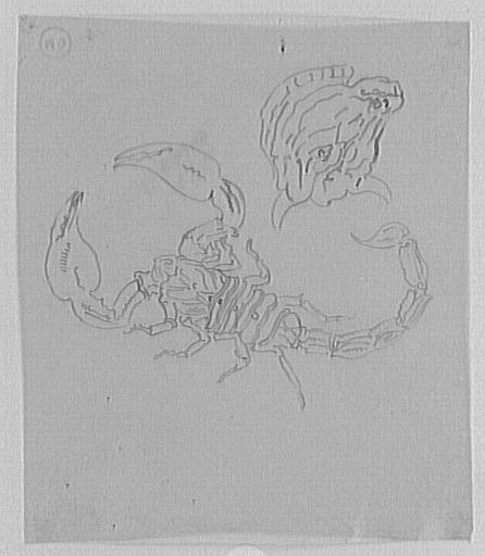 Études d'un scorpion et d'une tête de taureau_0