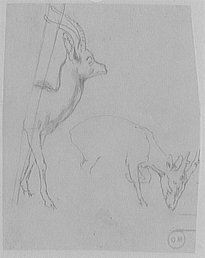 Deux études de gazelles_0
